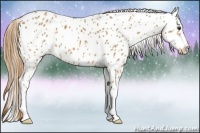 Horse Color:Chestnut Near Leopard 