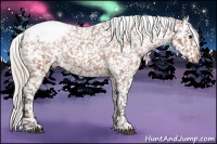 Horse Color:Silver Bay Roan Snowcap 