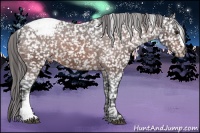 Horse Color:Brown Appaloosa 