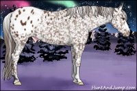 Horse Color:Bay Blanket 