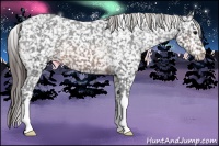 Horse Color:Brown Appaloosa 