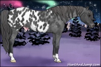 Horse Color:Blue Roan Near Leopard 