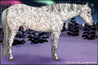 Horse Color:Brown Appaloosa 