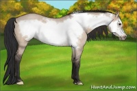 Horse Color:Bay Roan Dun Frame 