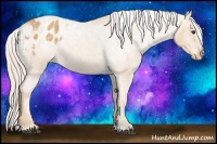 Horse Color:Palomino Roan Appaloosa 