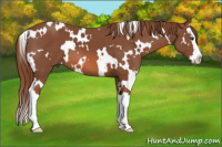 Horse Color:White Spotted Liver Chestnut Splash 
