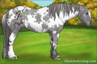 Horse Color:White Spotted Liver Chestnut Blanket 
