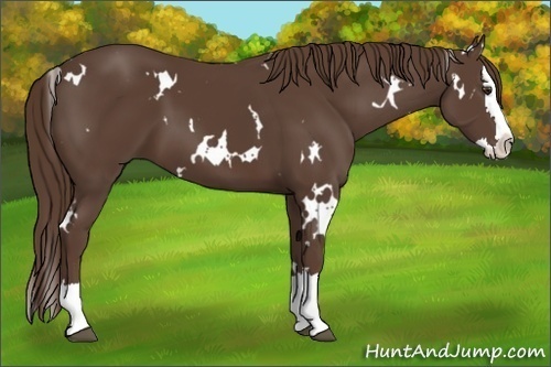 Horse Color: White Spotted Liver Chestnut Splash 