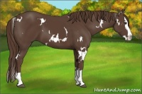 Horse Color:White Spotted Liver Chestnut Splash 