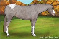 Horse Color:Liver Chestnut Snowcap 