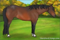 Horse Color:Brown 
