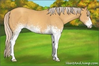 Horse Color:White Spotted Gold Cream Champagne 