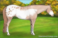 Horse Color:Gold Champagne Frame Appaloosa 