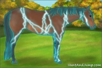 Horse Color:Thunderstruck Bay 