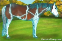 Horse Color:Thunderstruck Bay Splash