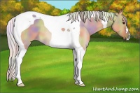Horse Color:Nacre Silver Bay Dun Tobiano
