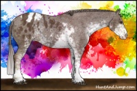 Horse Color:Liver Chestnut Sabino Blanket Rabicano 