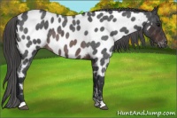 Horse Color:Brown Roan Appaloosa