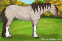 Horse Color:Liver Red Dun Roan 