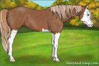 Horse Color:Chestnut Sabino Splash 