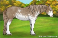 Horse Color:White Spotted Chocolate Palomino Roan 