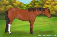 Horse Color:Bay 