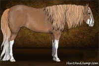Horse Color:Chestnut Splash 