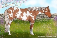 Horse Color:White Spotted Silver Bay Roan Rabicano