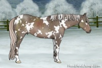 Horse Color:White Spotted Silver Black 