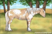 Horse Color:White Spotted Silver Classic Champagne 