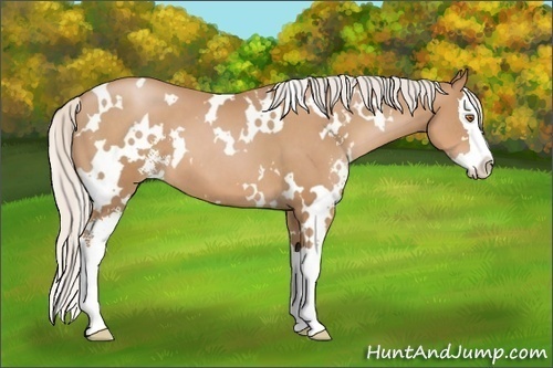 Horse Color: White Spotted Silver Black Pearl Sabino Splash 