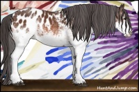 Horse Color:White Spotted Bay Appaloosa 