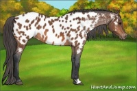 Horse Color:Bay Appaloosa