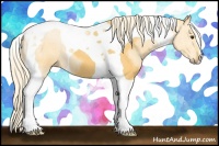 Horse Color:Palomino Roan Tobiano 