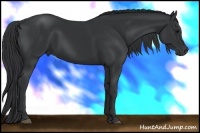Horse Color:Black 