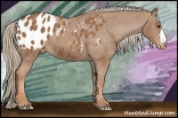 Horse Color:Chestnut Appaloosa 