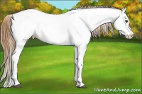 Horse Color:White Spotted Chestnut Near Fewspot 