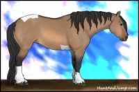 Horse Color:Bay Dun Tobiano 