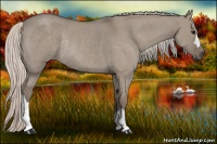 Horse Color:Silver Grullo Roan Rabicano 