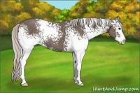 Horse Color:White Spotted Silver Black Sabino Splash 