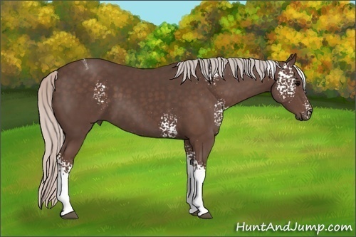 Horse Color: White Spotted Silver Black Tobiano 