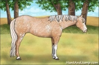 Horse Color:White Spotted Silver Bay Ice Pearl Tobiano 