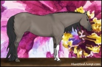 Horse Color:Grullo 