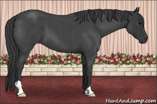 Horse Color: Blue Roan 