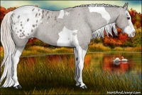 Horse Color:Silver Grullo Splash Tobiano Appaloosa 