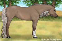 Horse Color:Silver Grullo 