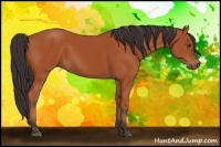 Horse Color:Bay 
