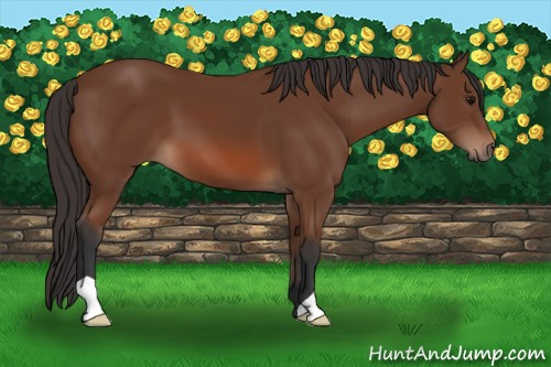 Horse Color: Bay 
