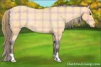 Horse Color:Plaid  Buckskin Appaloosa Rabicano 