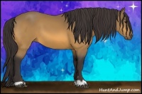 Horse Color:Buckskin 